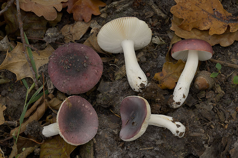 Russula fragilis